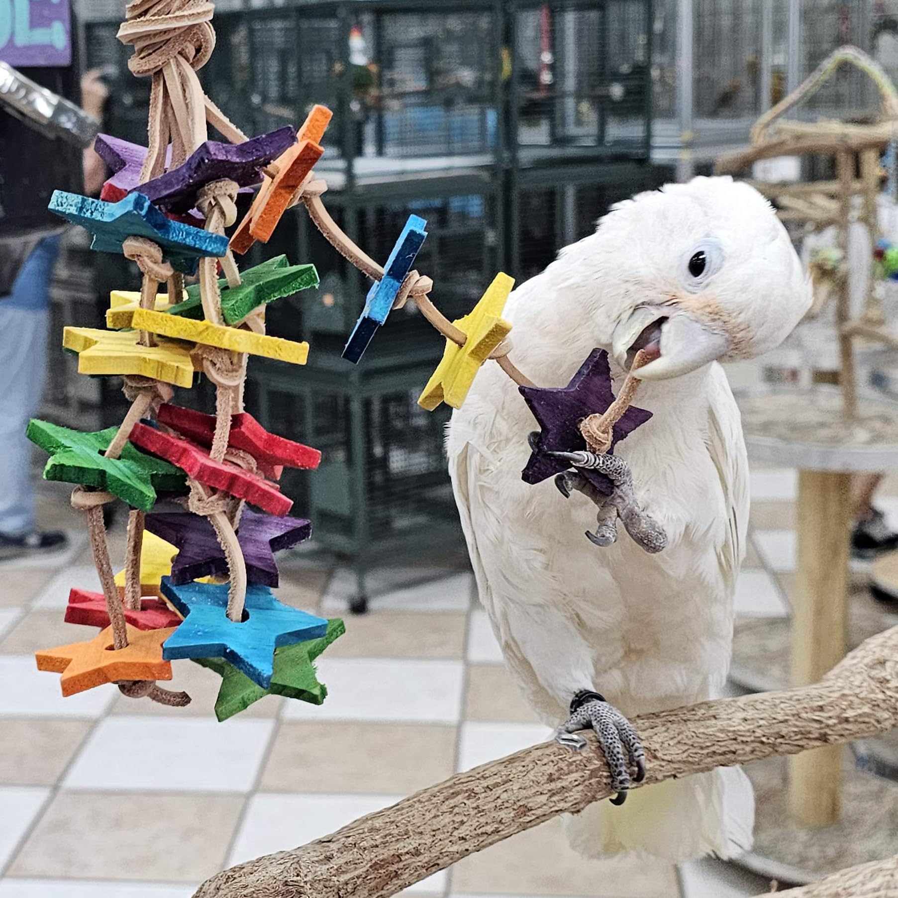 Birds LOVE jouet suspendu dans cage montrant stimulation de jeu
