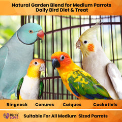 Birds LOVE graines et noix en gros-plan offrant énergie durable