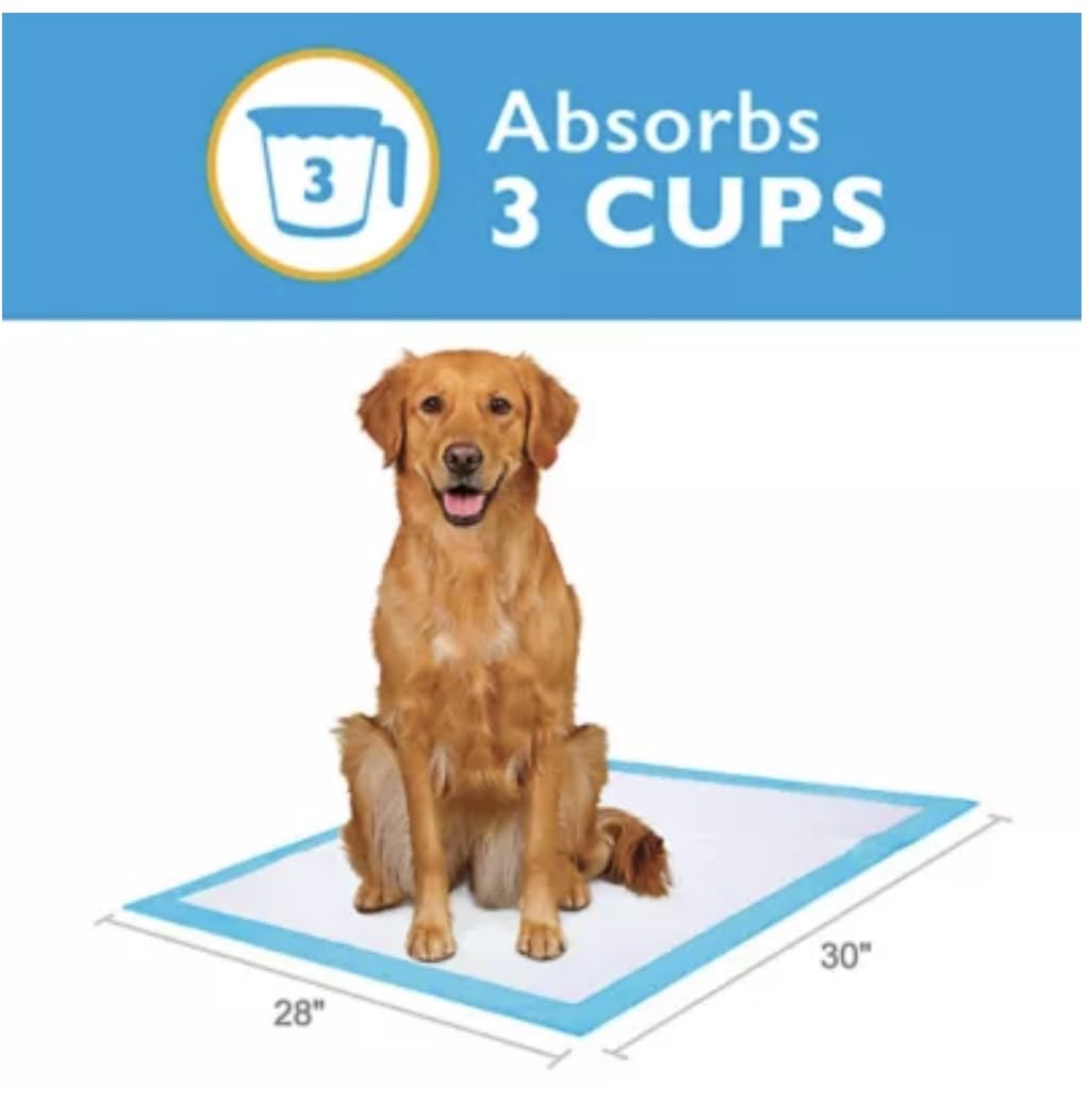 Birsppy alèse posée à côté d'un chien pour comparaison de taille