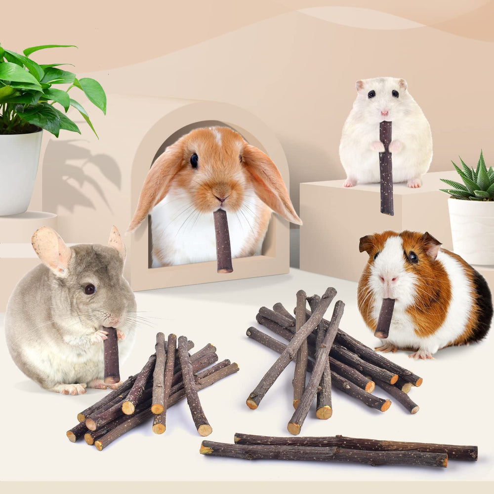 Bissap petit lapin ronge un bâtonnet, divertit et stimule l'activité orale