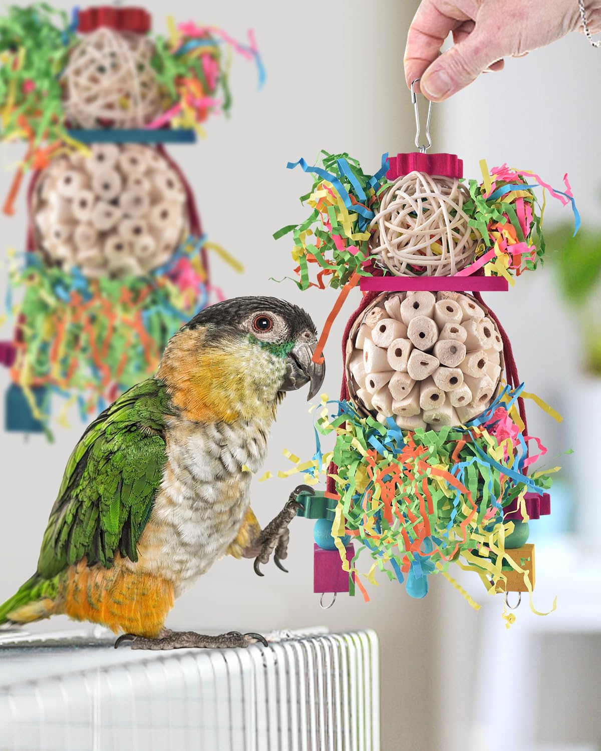 Bissap comparaison taille avec main montrant dimensions adaptées aux petits oiseaux