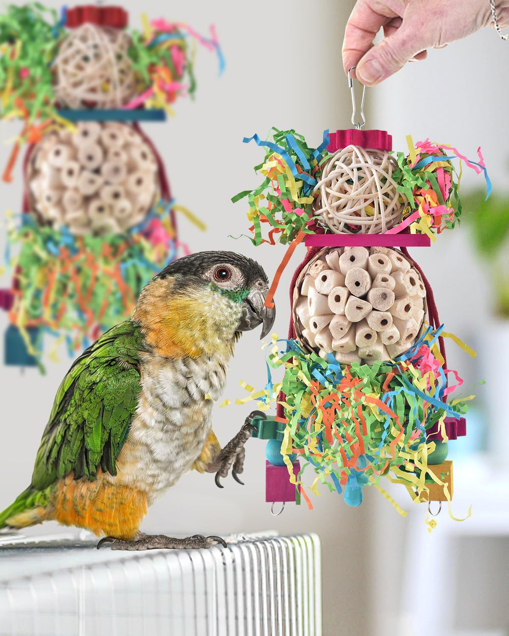 Bissap comparaison taille avec main montrant dimensions adaptées aux petits oiseaux