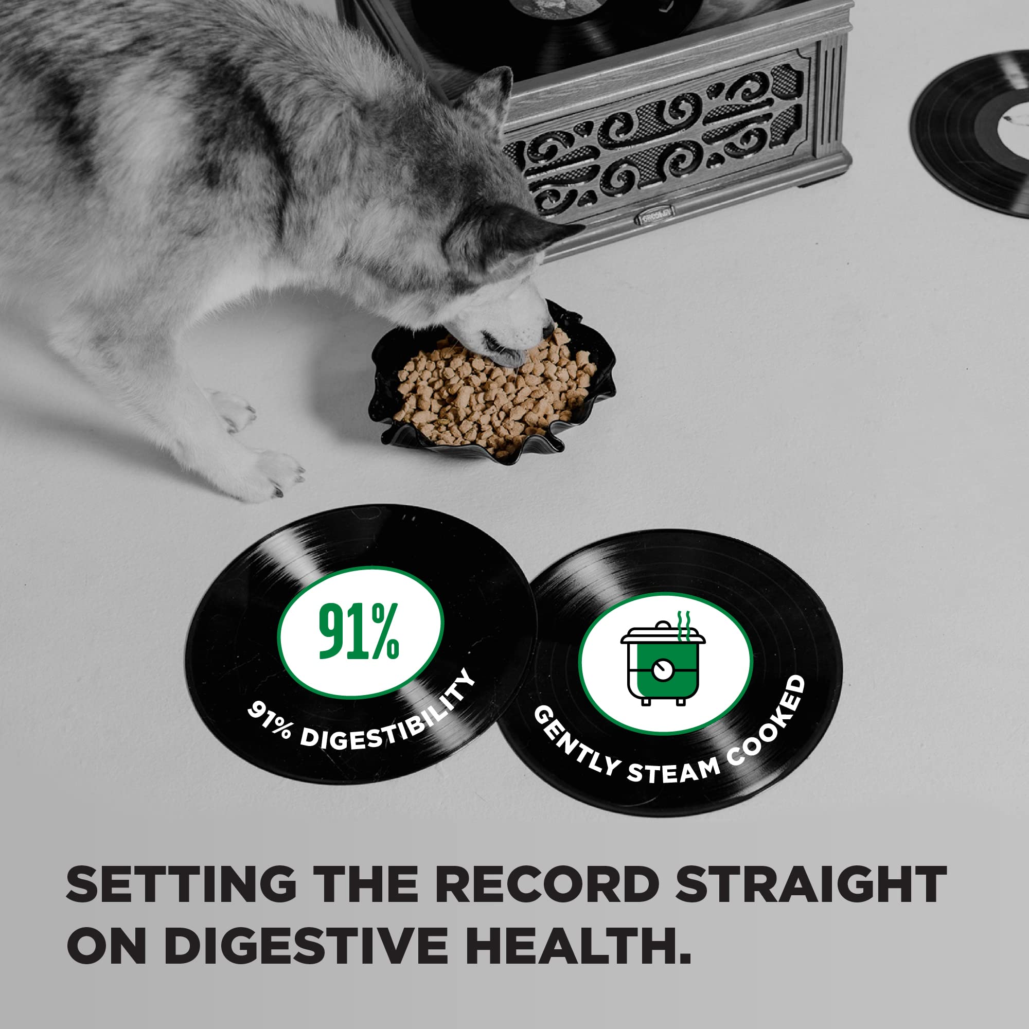 BIXBI chiot mangeant montrant énergie et santé digestive