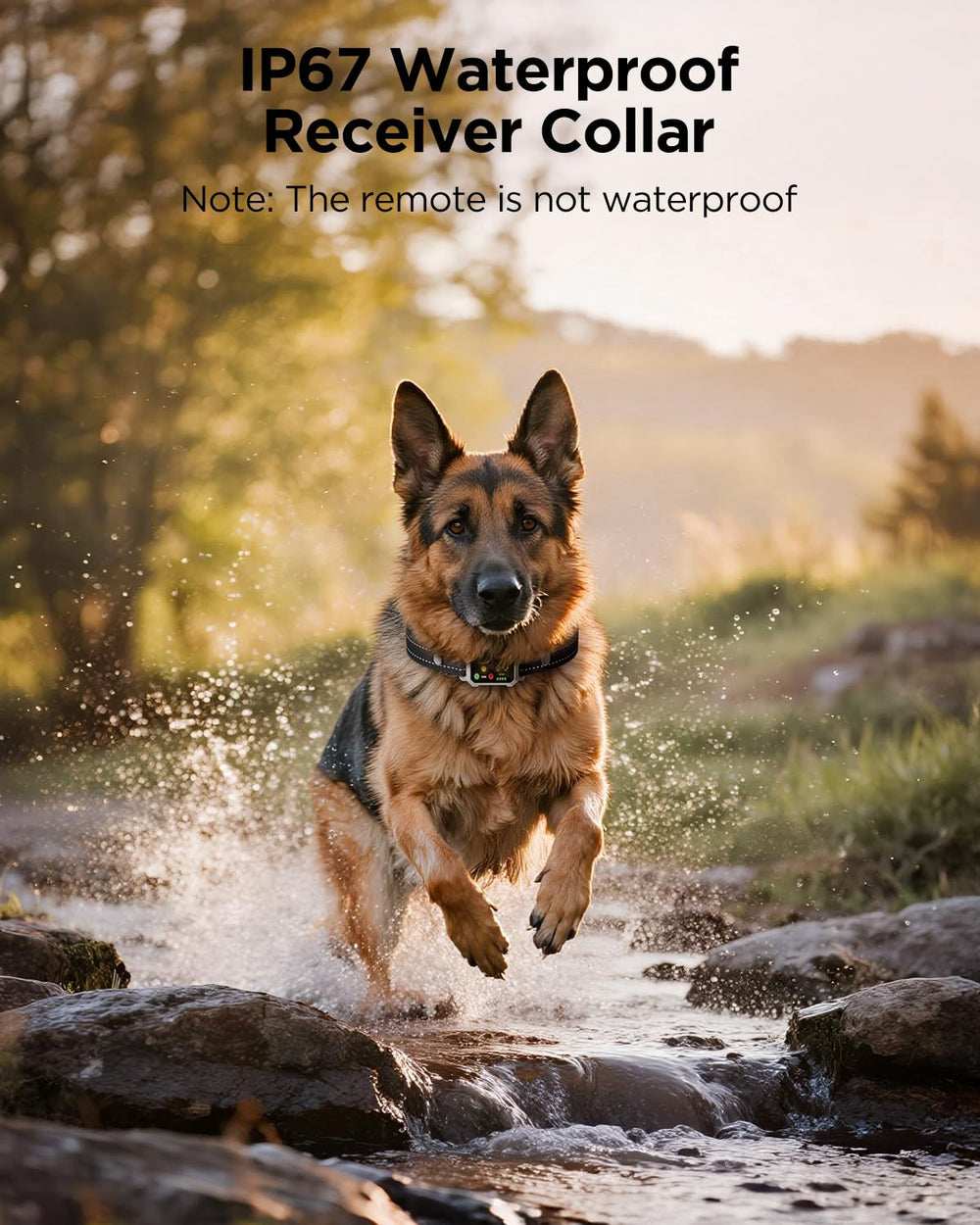 Blackdog sangle nylon réglable assurant confort et ajustement