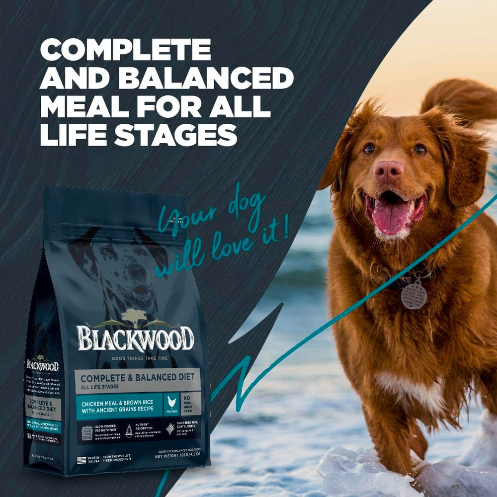 Blackwood chien mangeant dehors montrant acceptation et vitalité