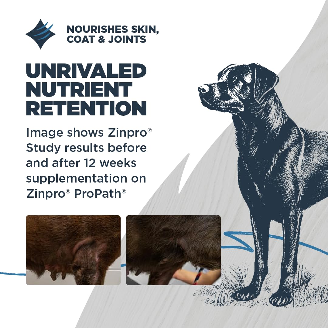 Blackwood comparaison taille croquette à la main, montre portion adaptée aux chiens
