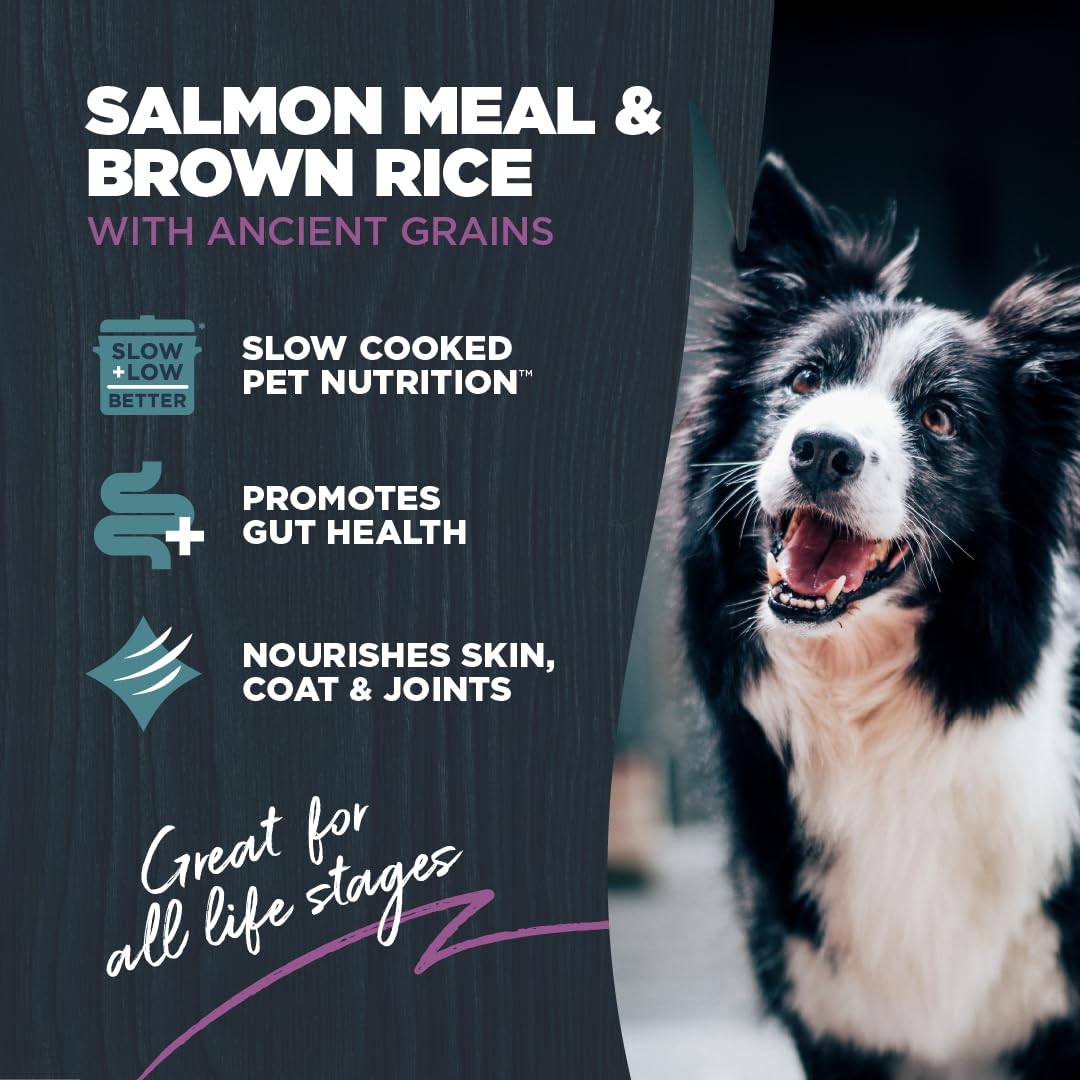 Blackwood gros plan des croquettes montrant texture et bénéfice d'appétence