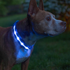 Blazin collier LED face avant montrant visibilité accrue nuit