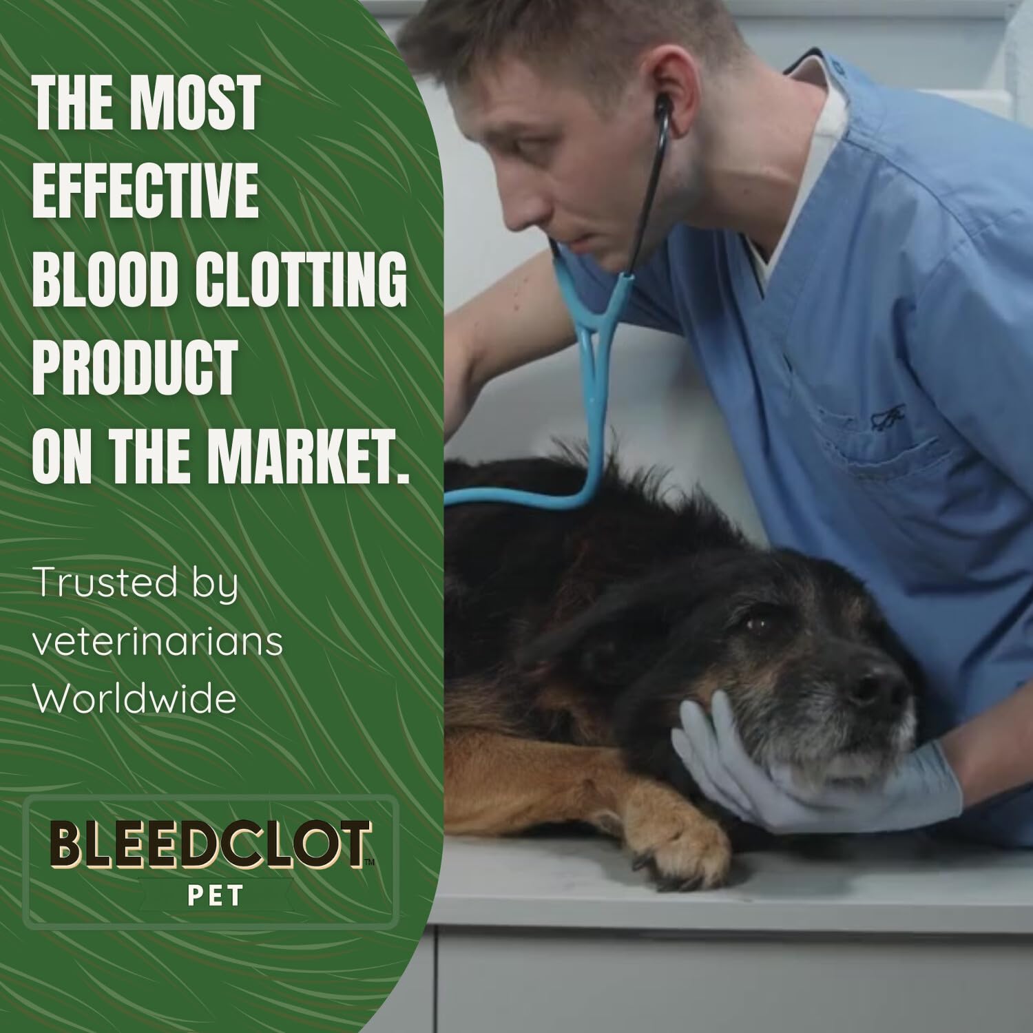 BleedClot Pet application sur patte de chien contrôle rapide du saignement