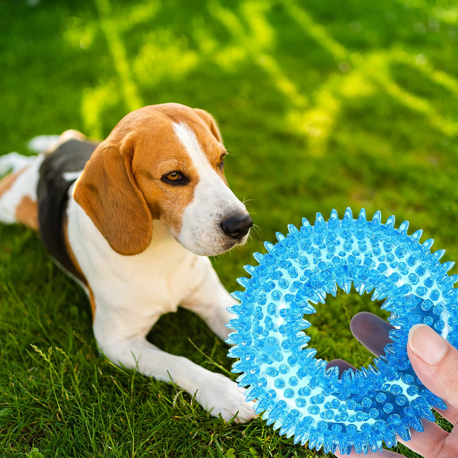 BLMHTWO chiot jouant avec l'anneau, divertissement et stimulation mentale
