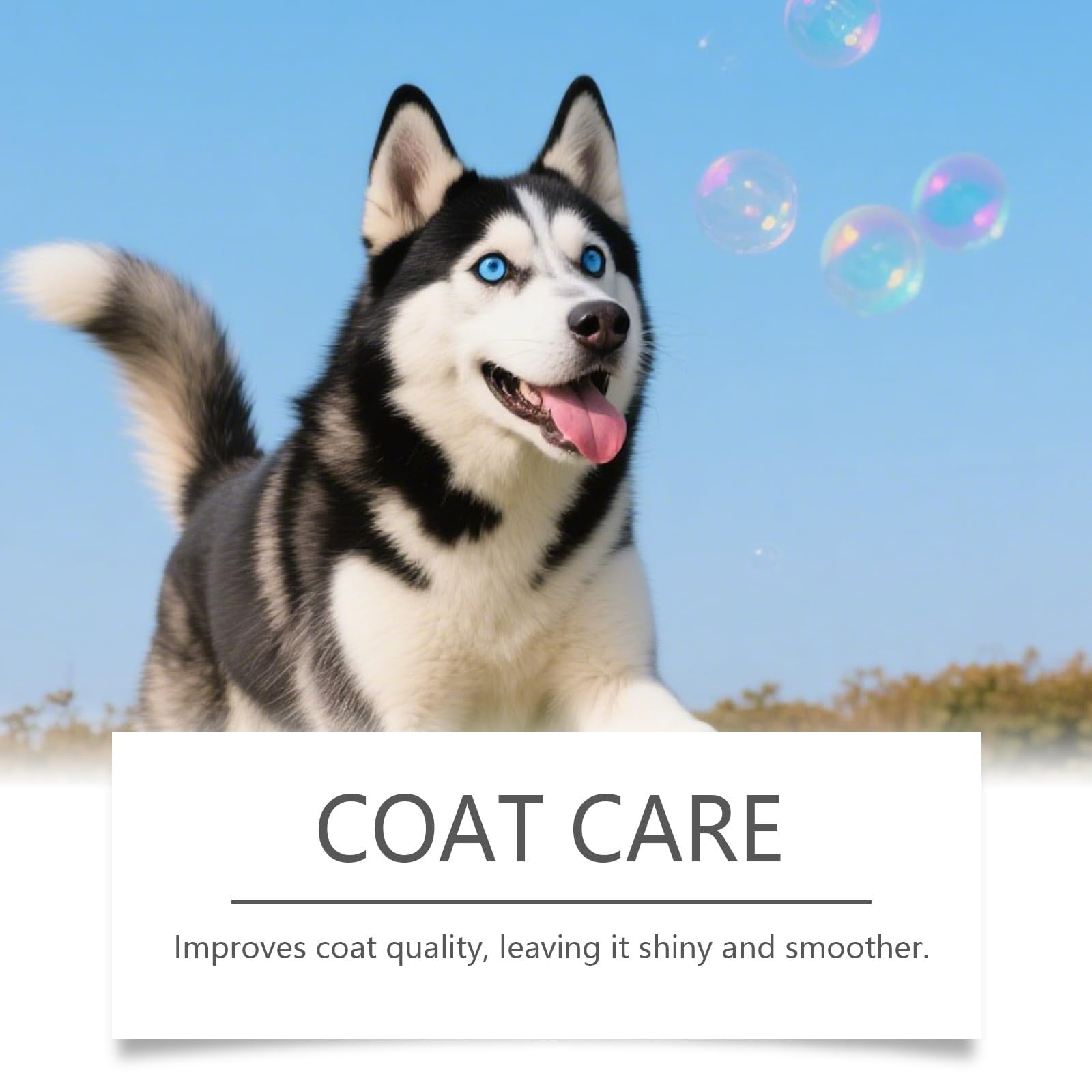 Bloom Dog Collagen en situation avec chien actif pour un pelage brillant et confortable