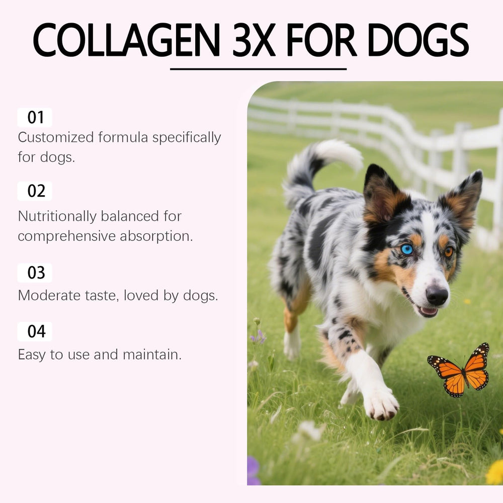 Bloom Dog Collagen flacon posé près d’une règle pour visualiser le format 60 ml