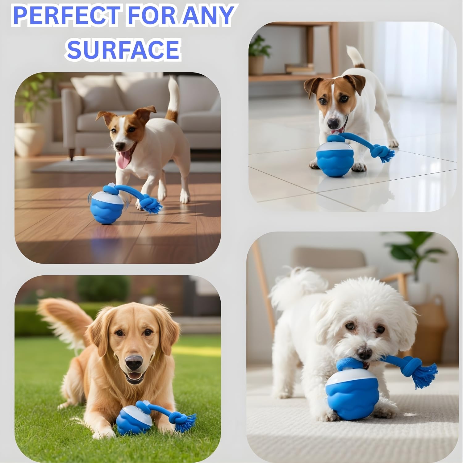 Bloompaw balle en action dans un salon engageant le chien