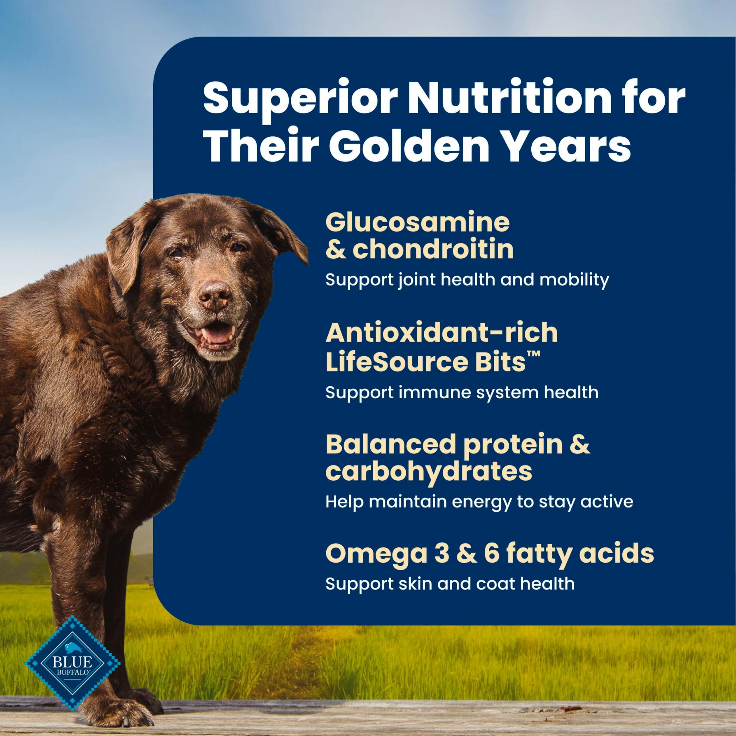 Blue Buffalo assiette servie, repas appétent pour chien senior