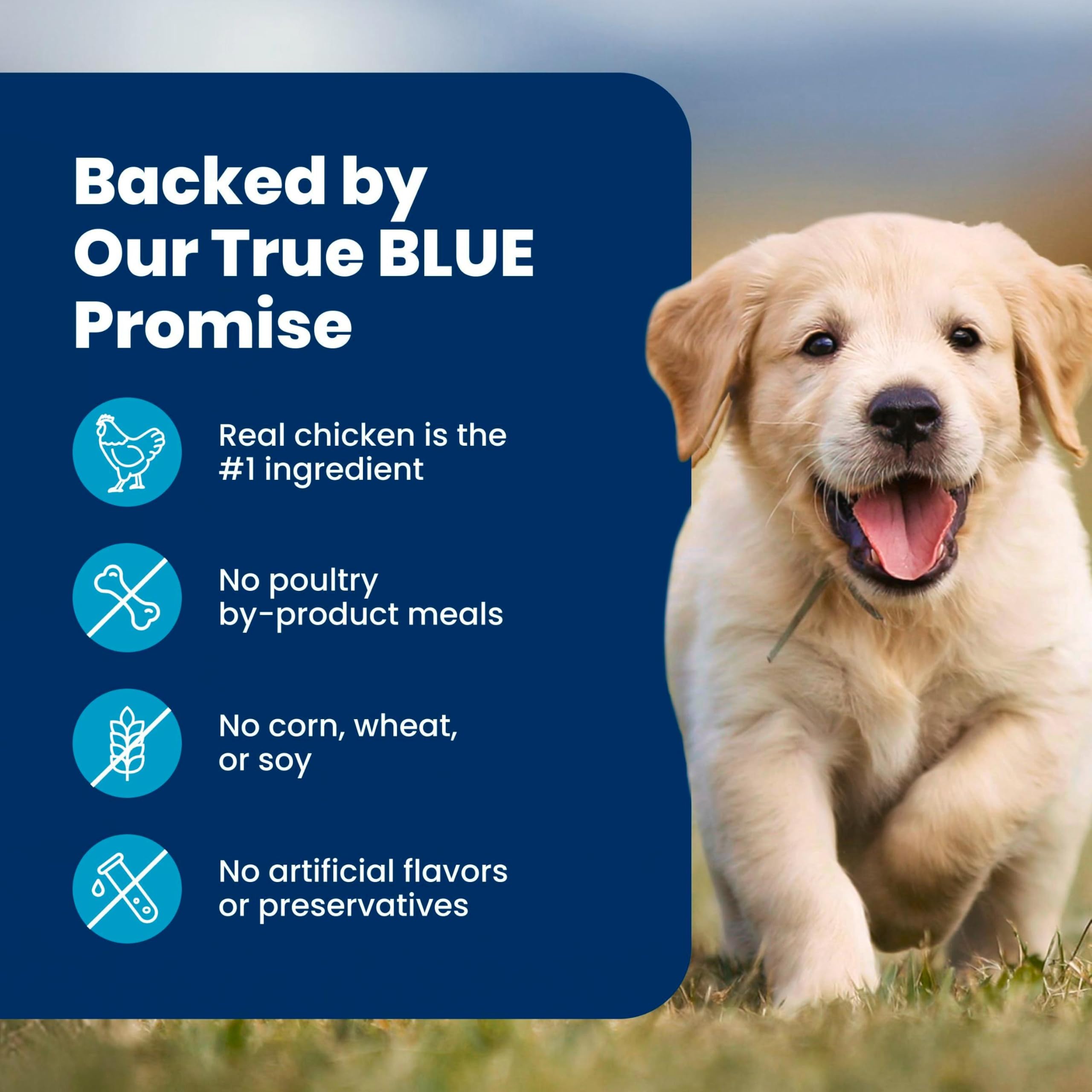 Blue Buffalo grains : riz brun, orge, avoine pour digestion douce et énergie