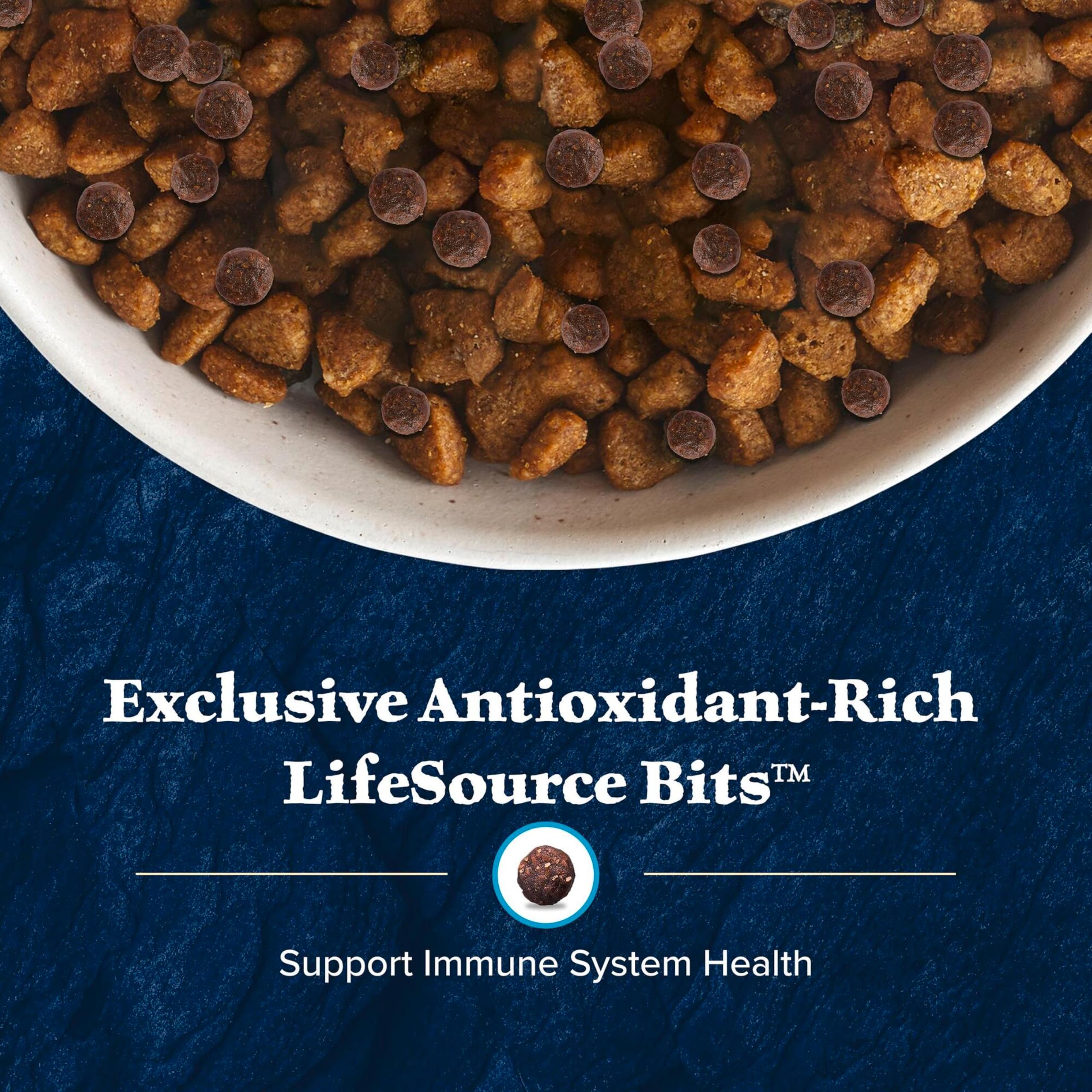 Blue Buffalo chiot mangeant croquettes montrant appétence et vitalité
