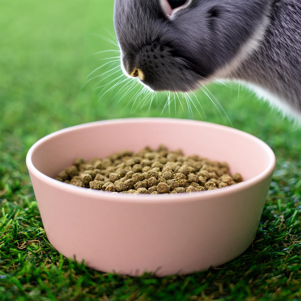 Blue Seal lapin en exposition, soutien pour fourrure et confirmation