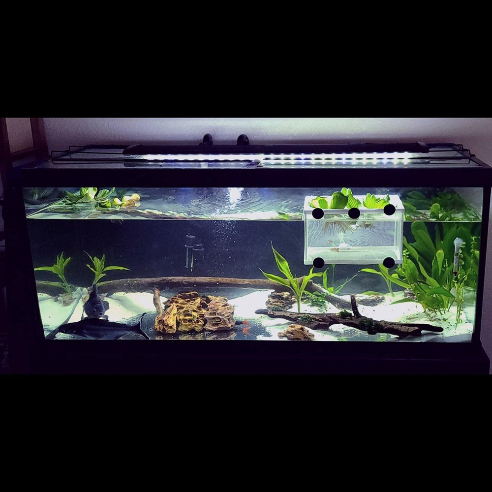 BMIROAMDFE protection de crevettes et plantes délicates contre poissons agressifs