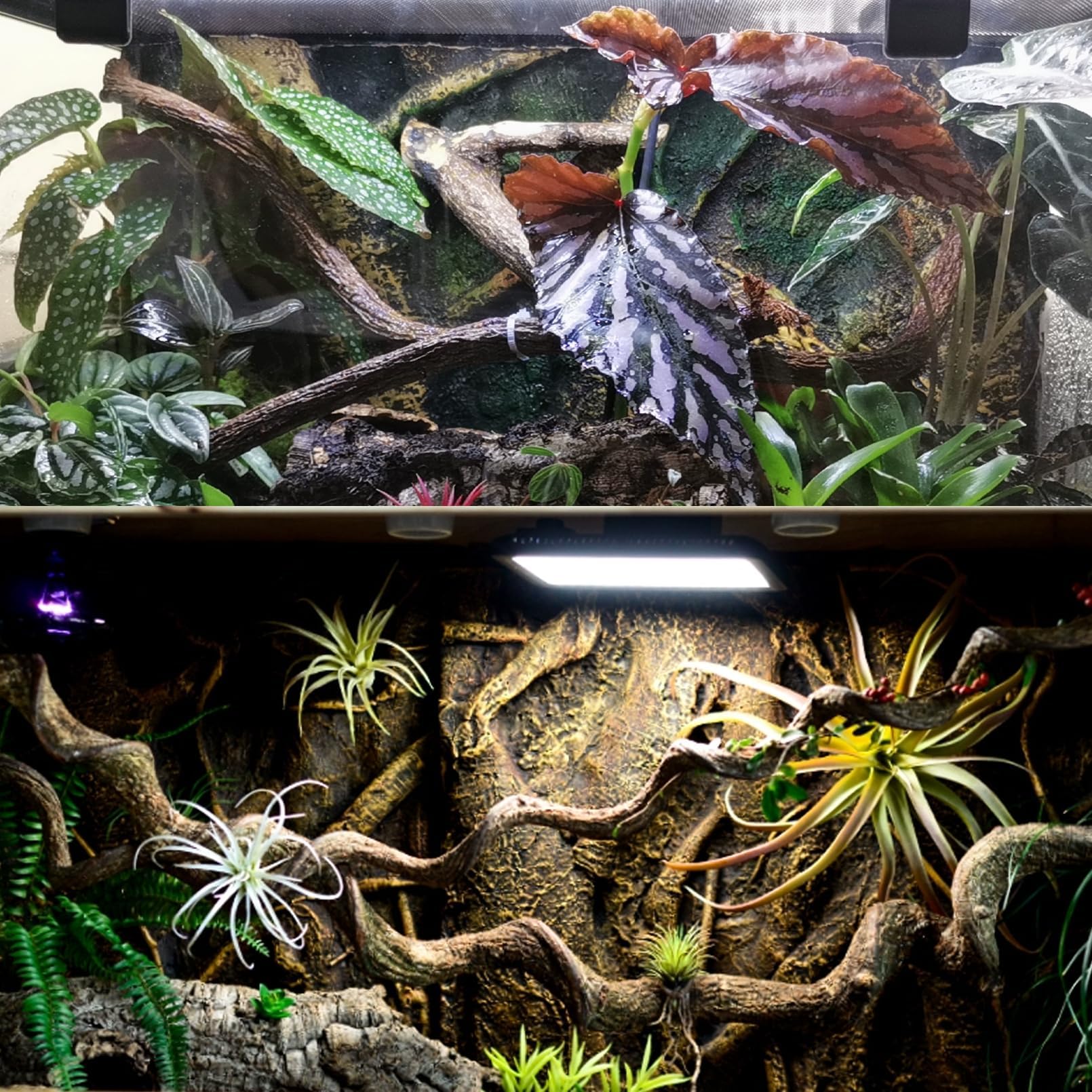 BNOSDM branche en décor naturel montrant intégration esthétique du terrarium