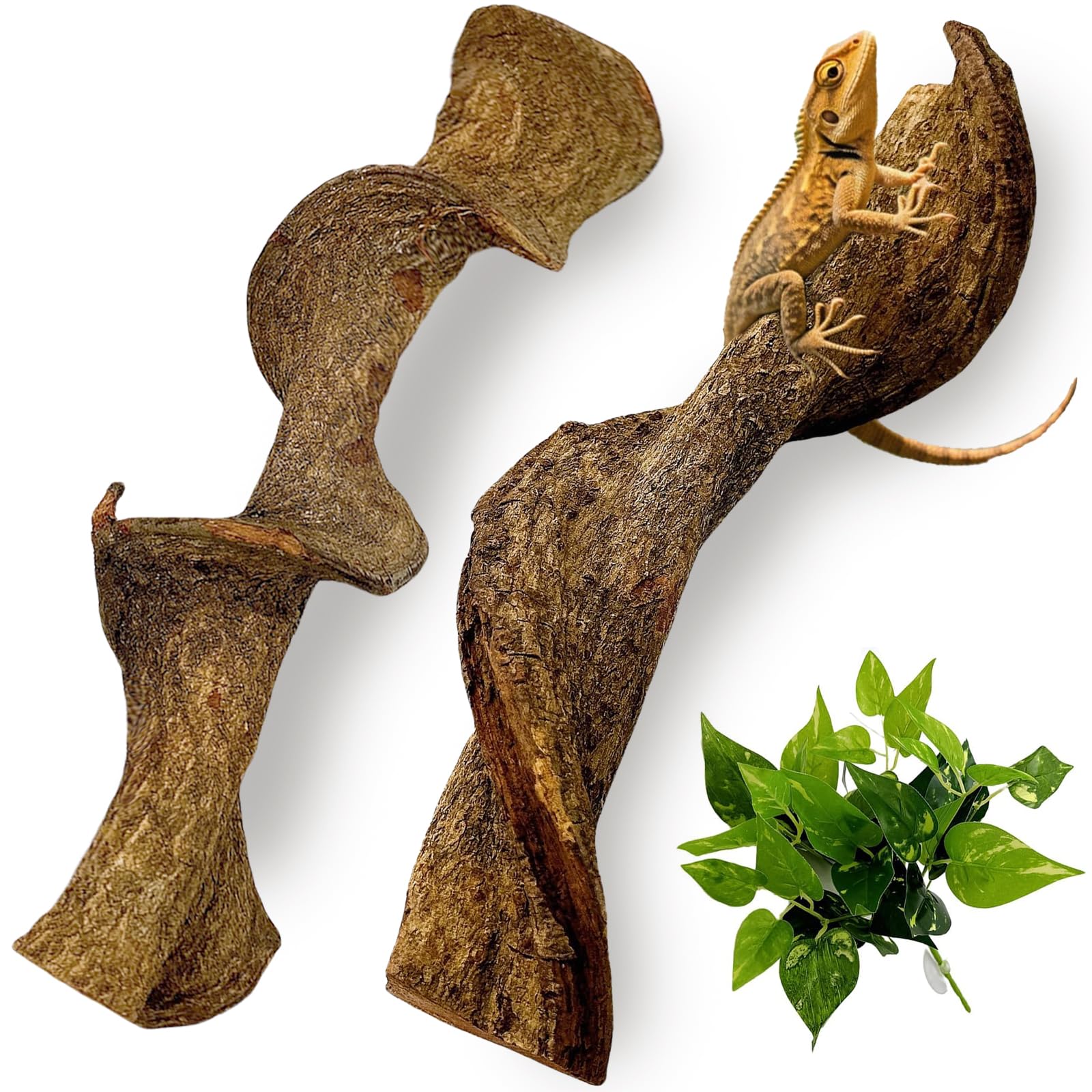BNOSDM branche face avant montrant forme naturelle et esthétique