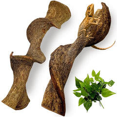 BNOSDM branche face avant montrant forme naturelle et esthétique