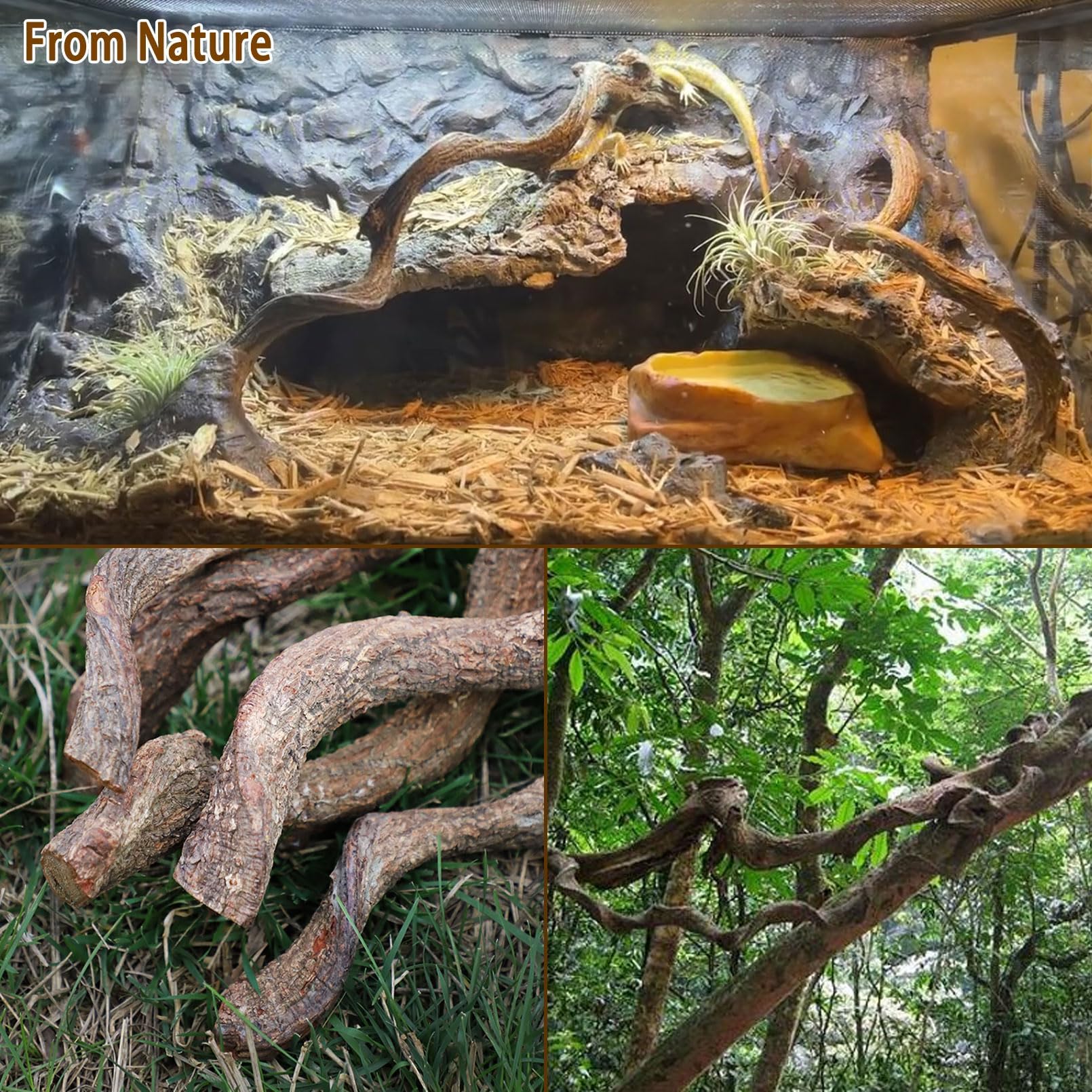 BNOSDM gros plan noeuds et courbures montrant robustesse et aspect authentique