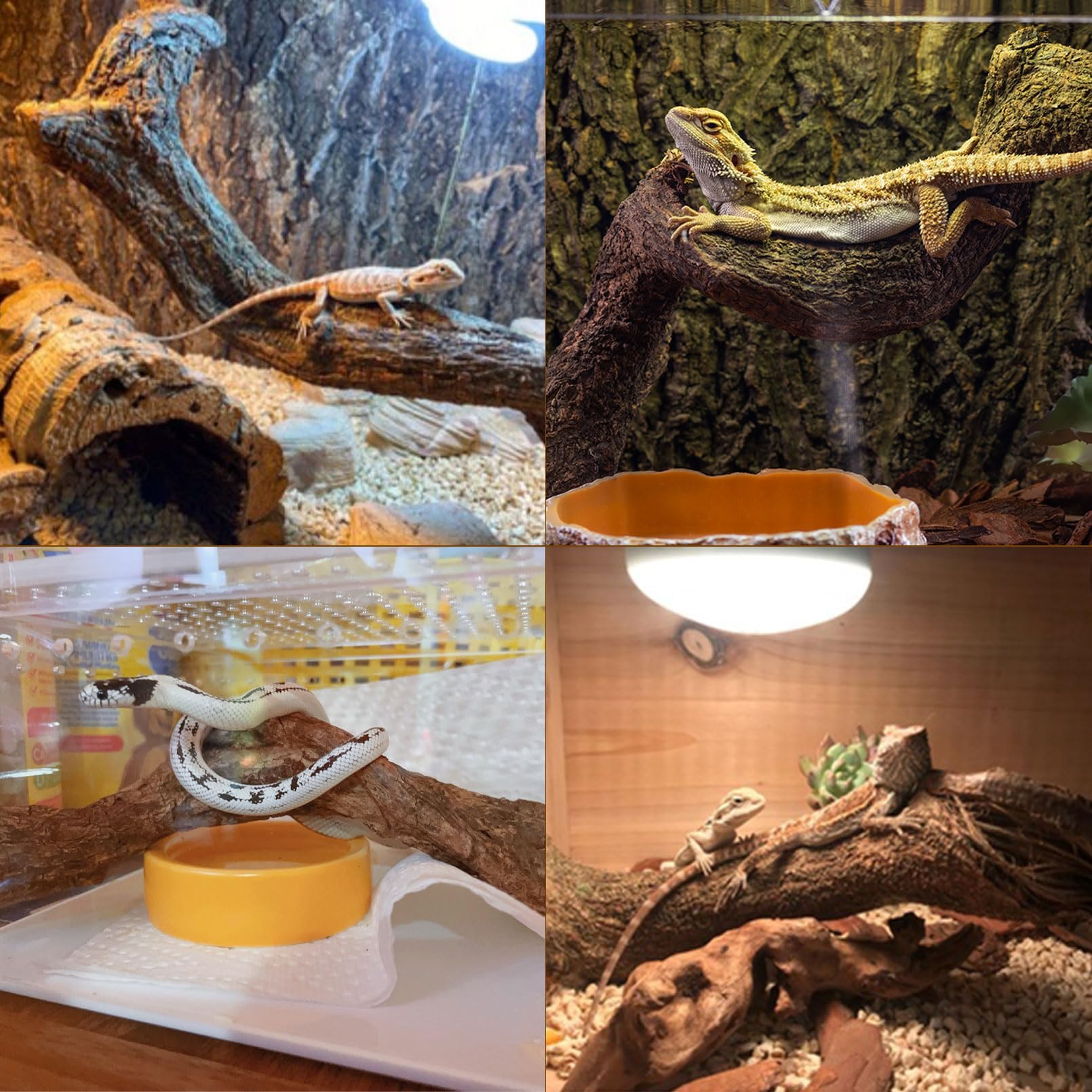 BNOSDM branche intégrée dans terrarium tropical ajoutant réalisme