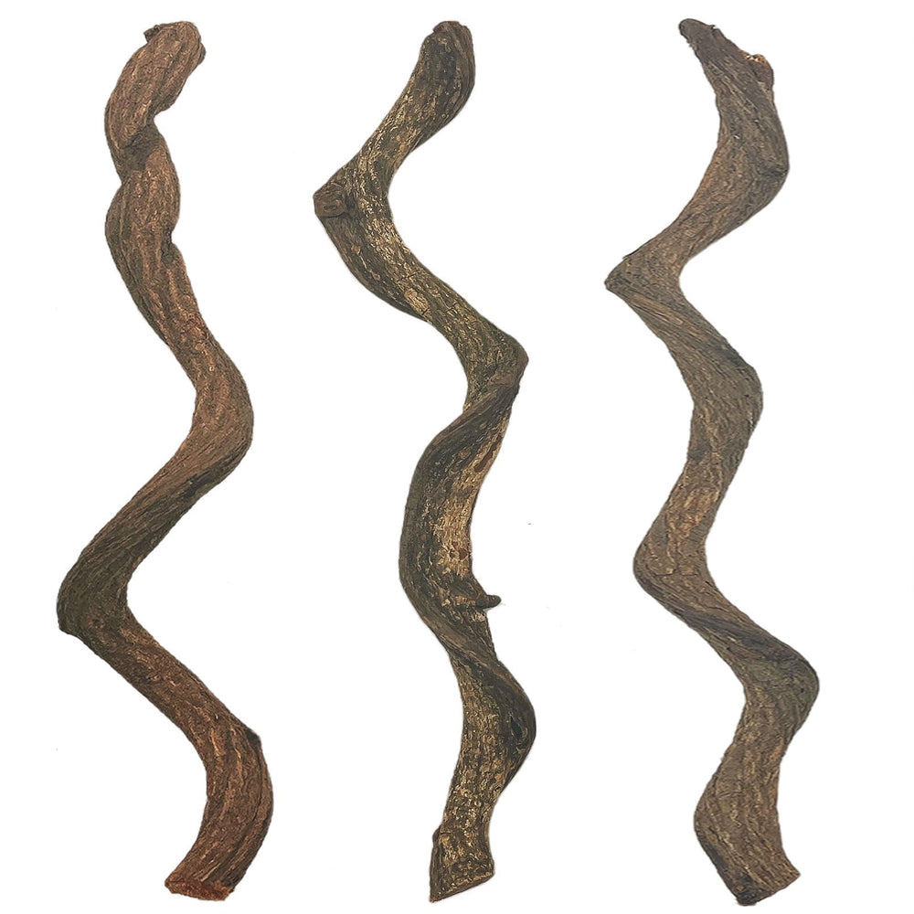 BNOSDM branche vue face montrant forme naturelle et intégration décorative