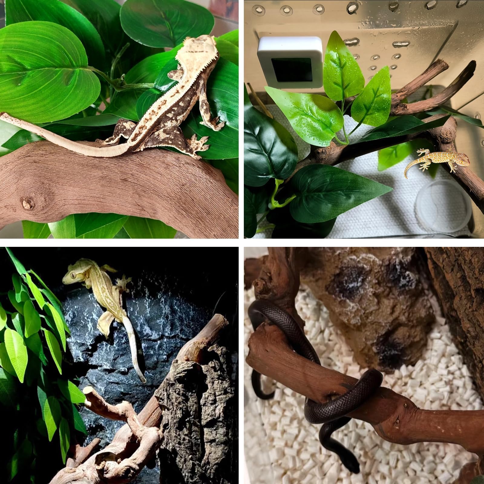 BNOSDM branches intégrées dans terrarium apportant camouflage naturel