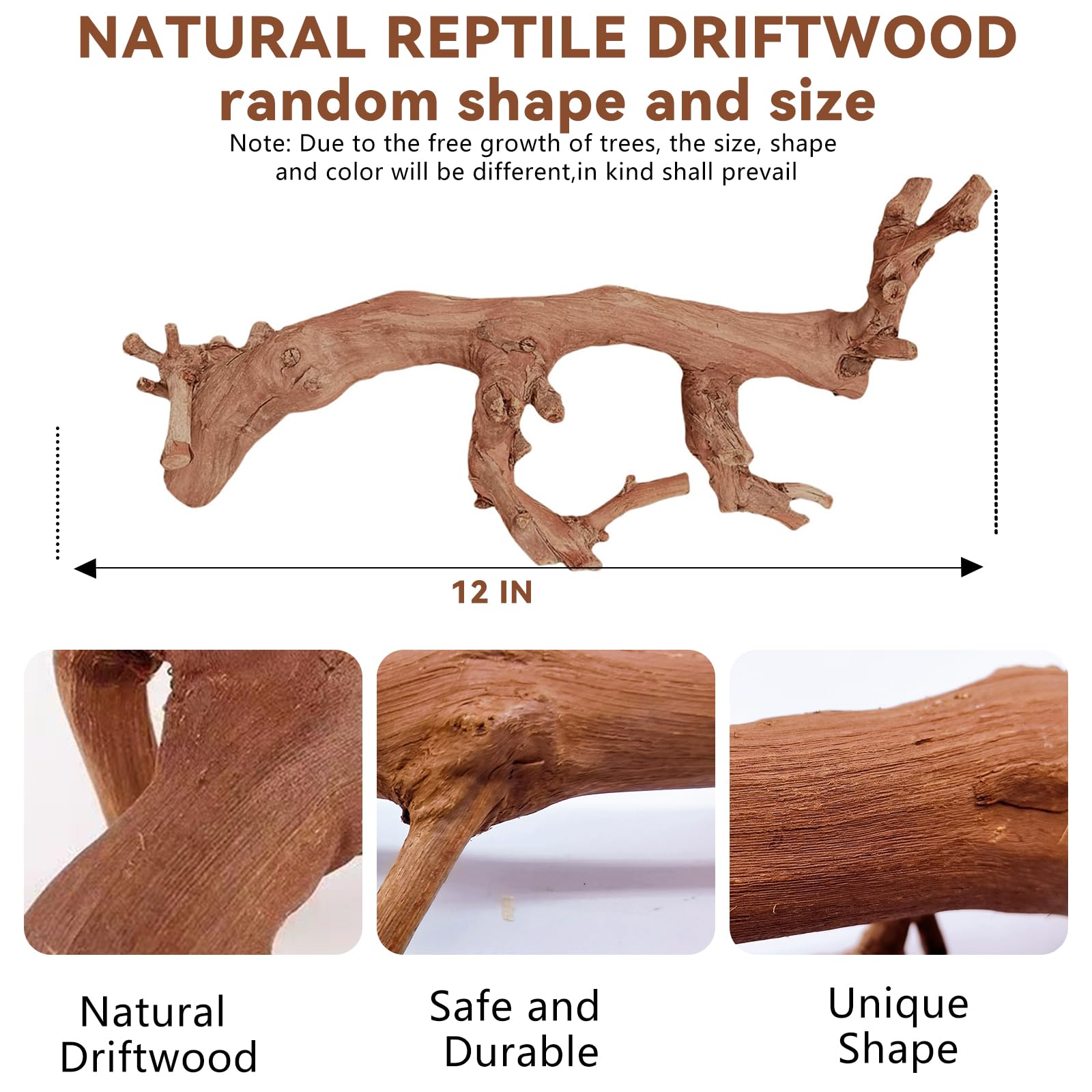 BNOSDM branche utilisée par un lézard pour grimper et se percher