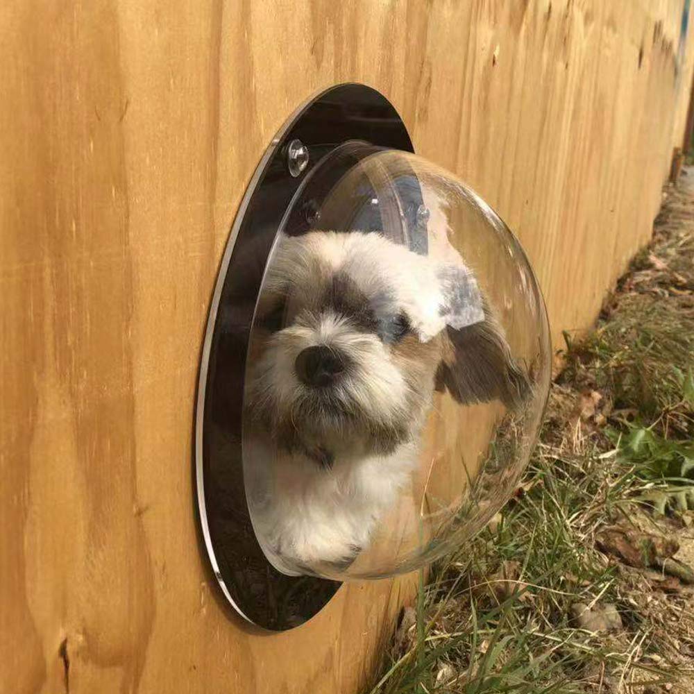 bobbypet coupole installée sur clôture offrant vue extérieure sûre