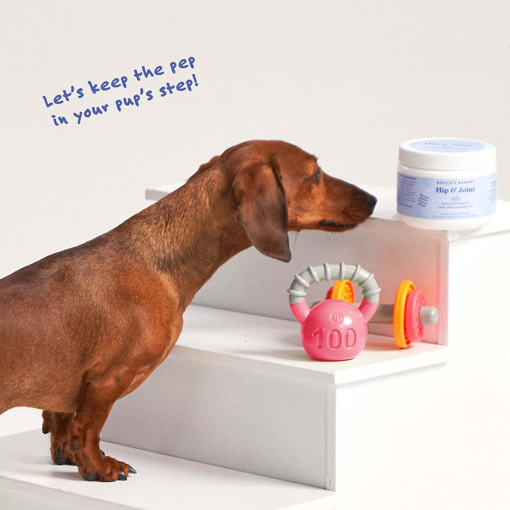 Bocce's Bakery mise en scène lifestyle chien heureux après la friandise