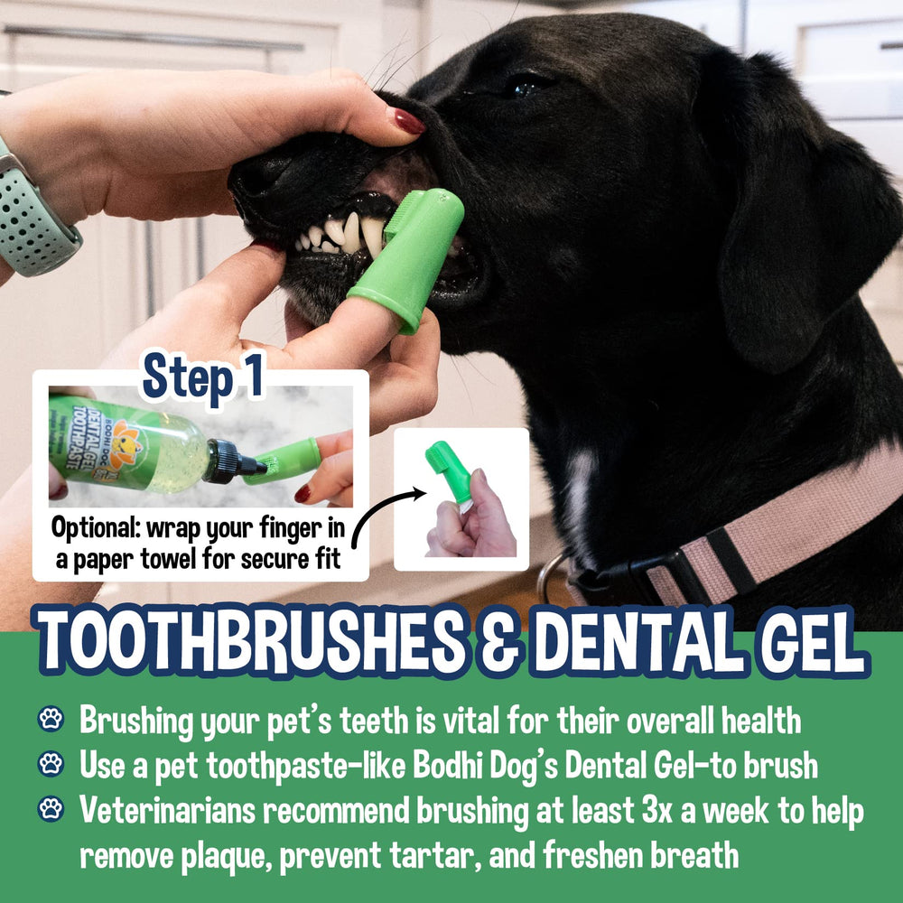 Bodhi Dog mise en situation domestique hygiène simple quotidienne