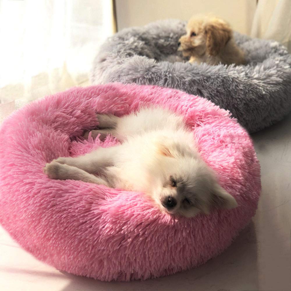 BODISEINT petit chien utilise le lit pour repos confortable