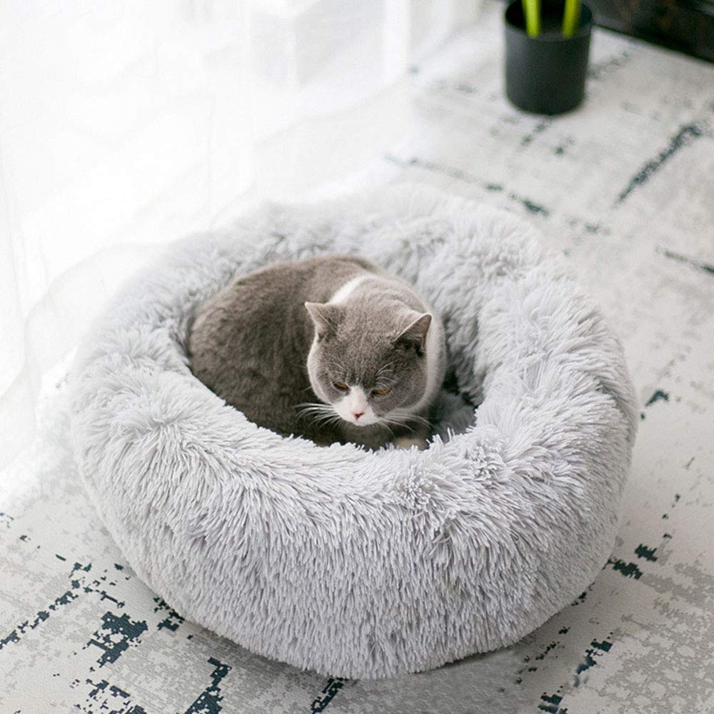 BODISEINT chaton endormi dans le panier montrant sécurité et chaleur