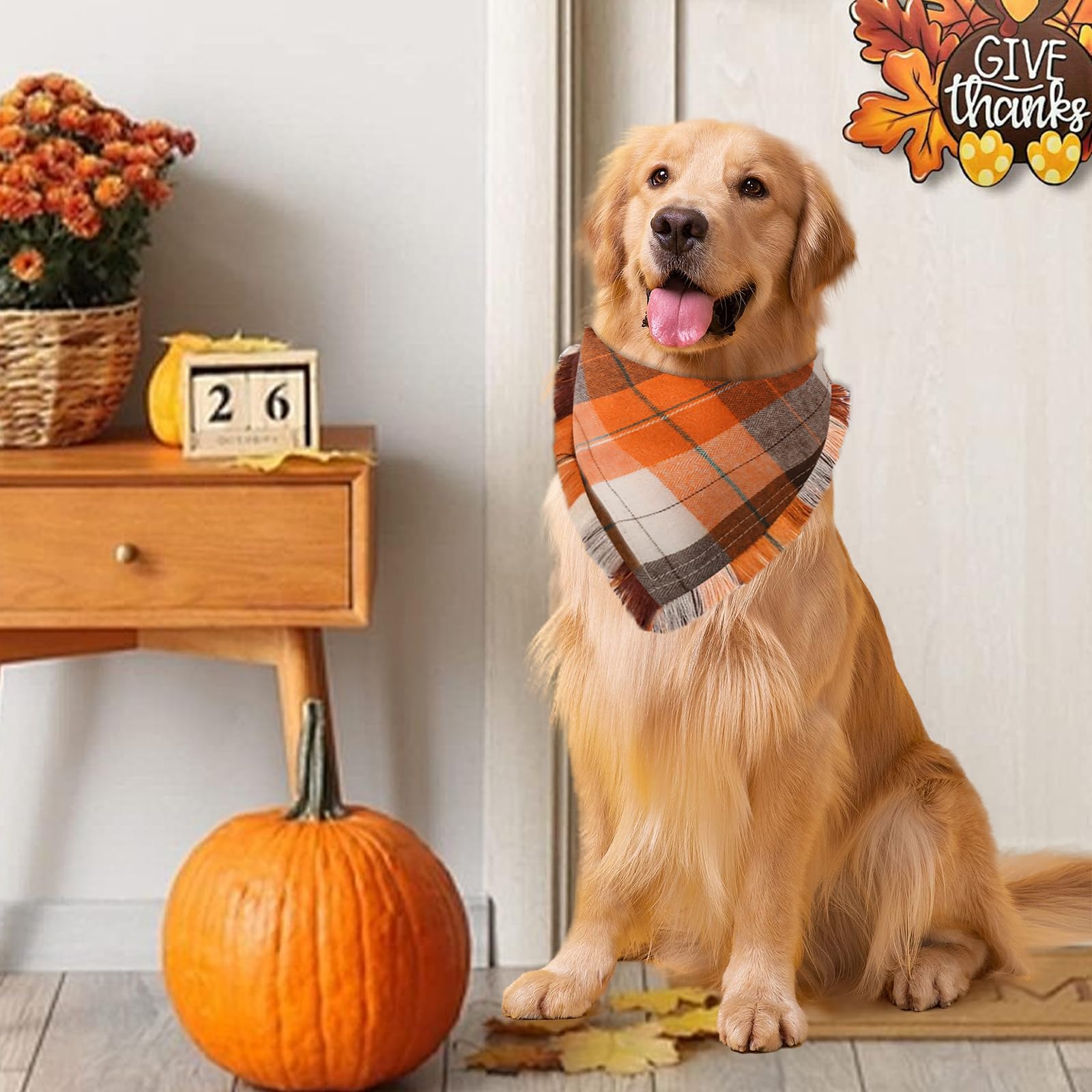 Bolake mise en scène automne avec chien et feuilles, accessoire festif et photogénique