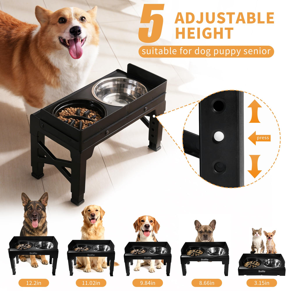 Bolfie chiot mange confortablement sur support réglé, posture améliorée