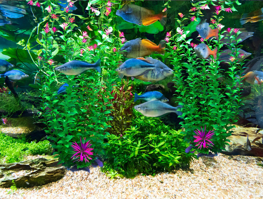 BOLYEE décor d'aquarium dans salon apporte aspect naturel
