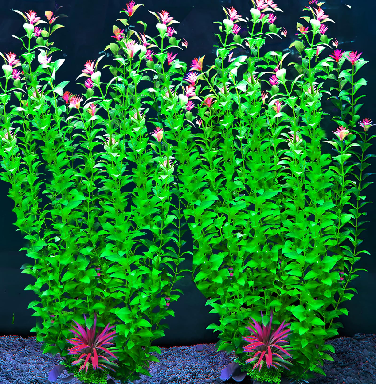 BOLYEE plante avant emballage montre taille et densité utile