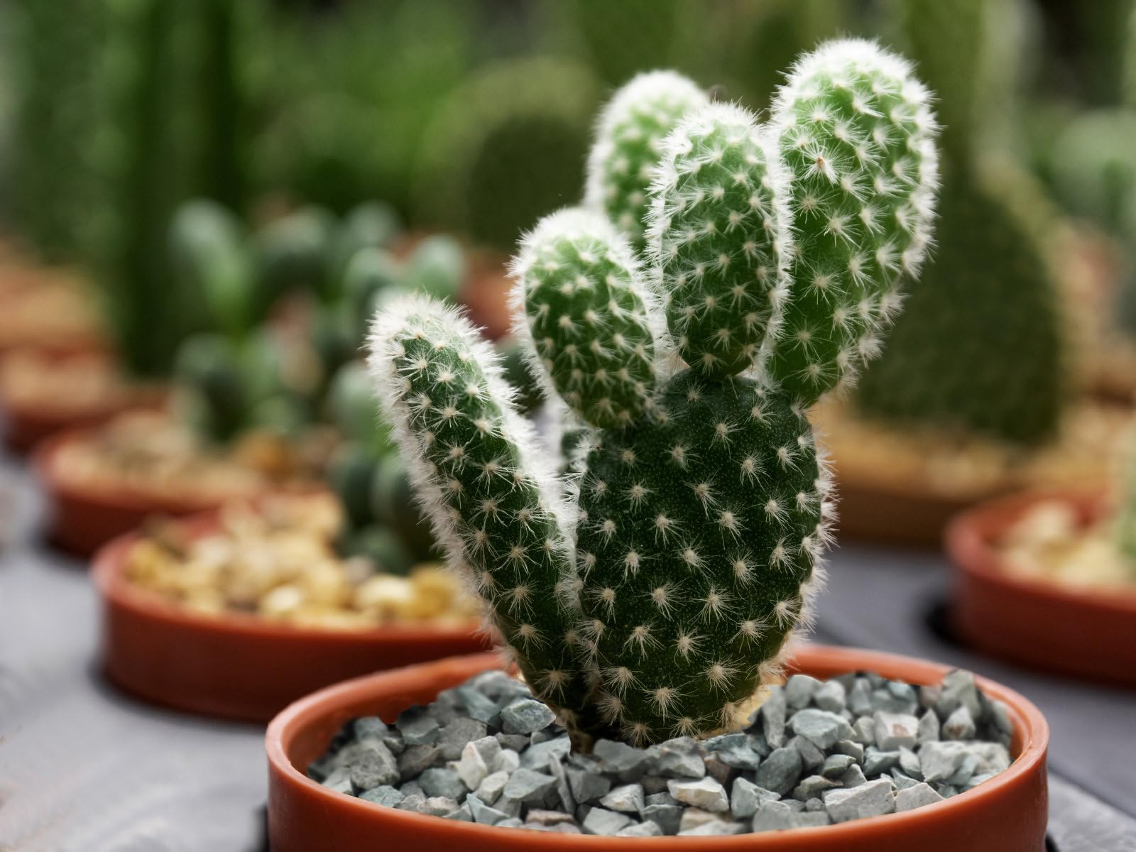 Ambiance intérieure avec plantes et Boniosz en paillage apportant esthétisme et entretien réduit