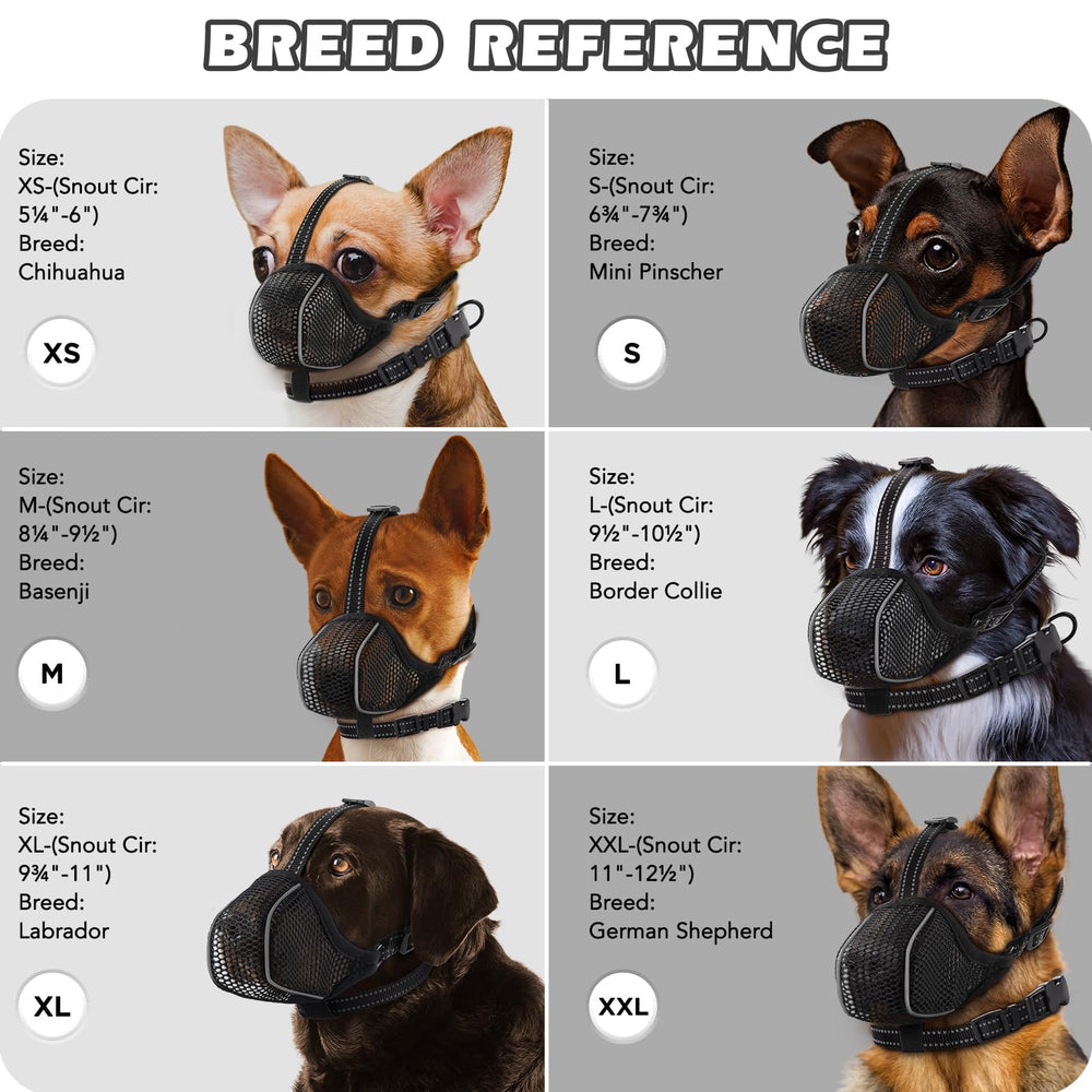 BONTHEE chien en promenade illustre sécurité et liberté d'air