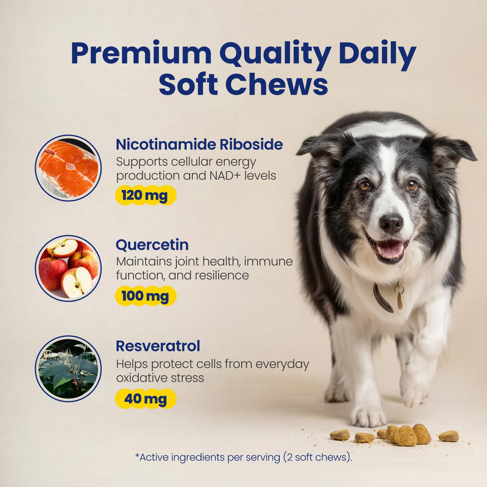 Boops Pets bol avec chews avant repas encourage acceptation et routine