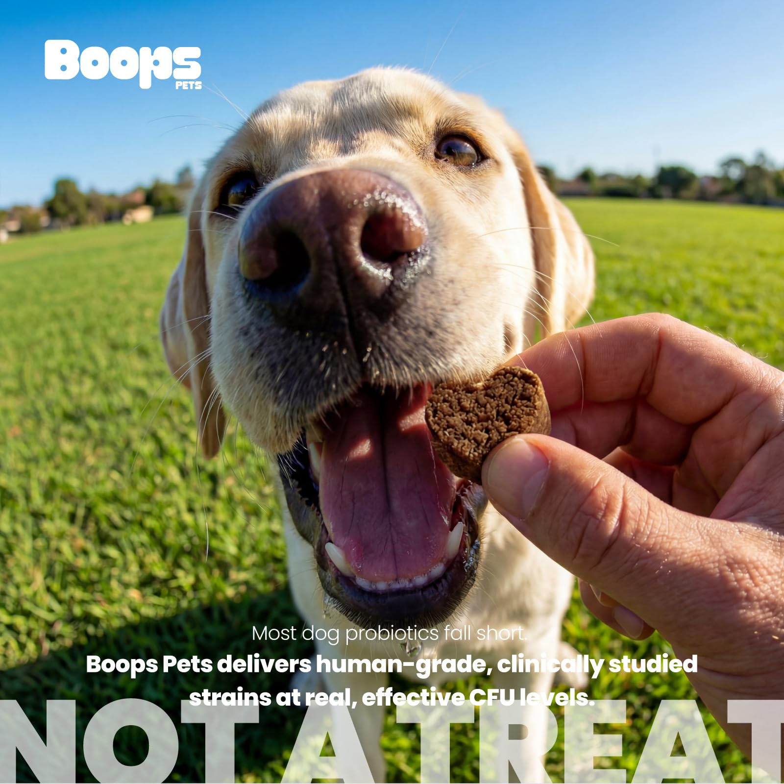 Boops Pets étiquette ingrédients montrant enzymes digestives et prébiotiques
