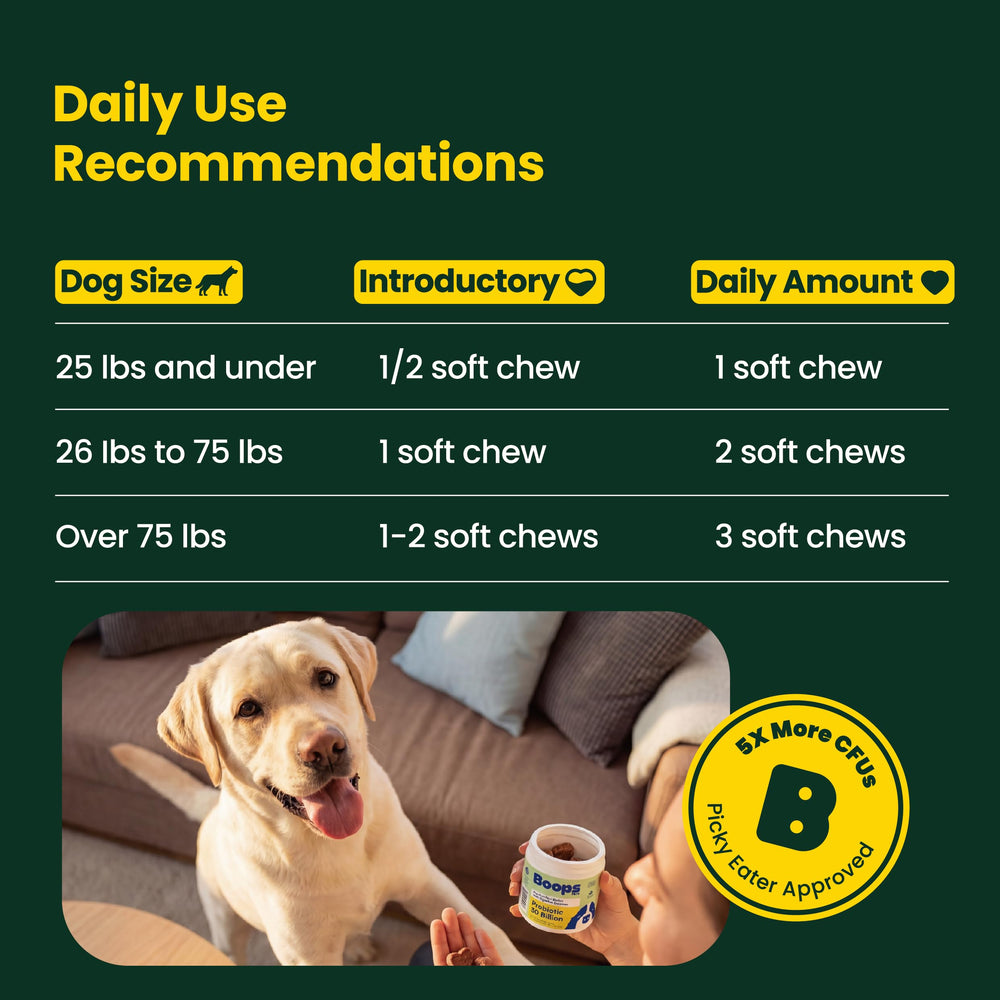 Boops Pets scène lifestyle en cuisine soulignant intégration quotidienne simple