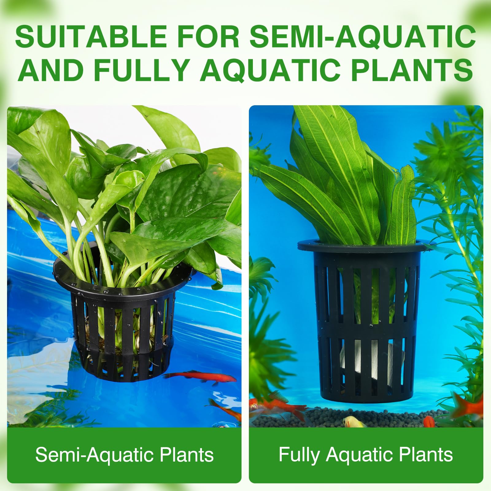 Borlech plantes installées dans support pour un bel aquascape