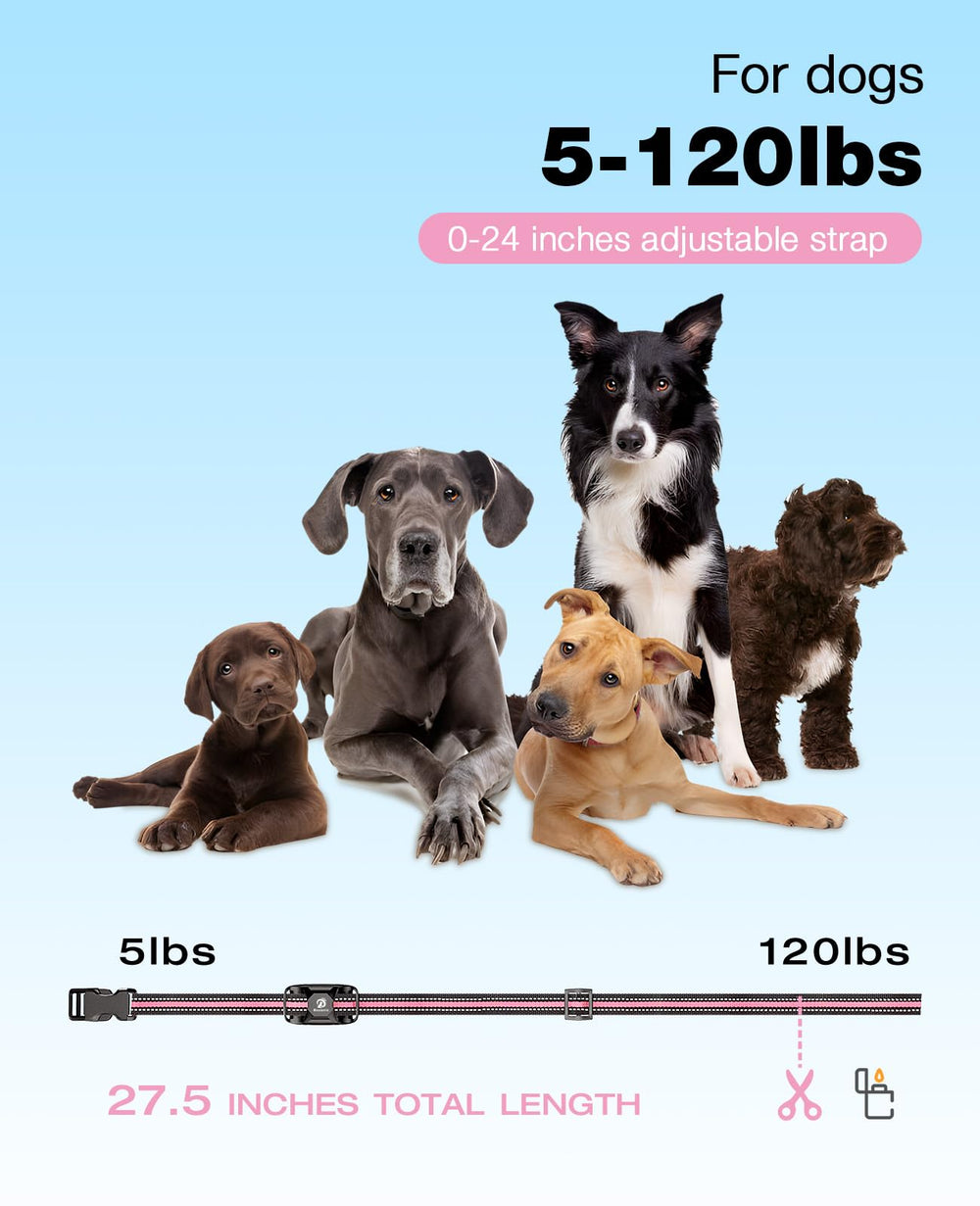 BOUSNIC collier porté sur petit chien pour entraînement sûr