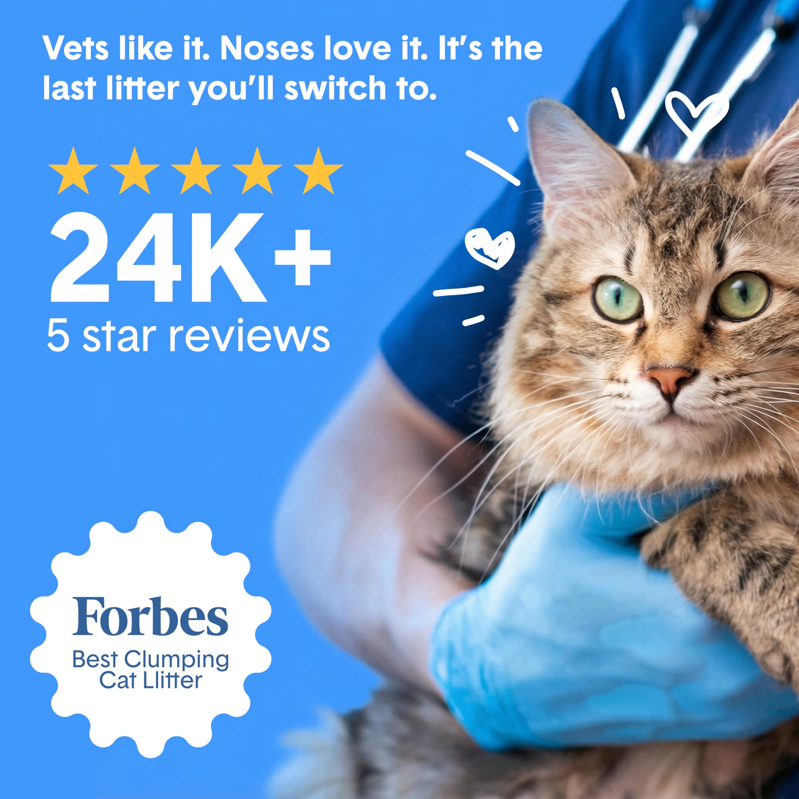 Boxie chat utilisant la litière indiquant confort et propreté quotidienne