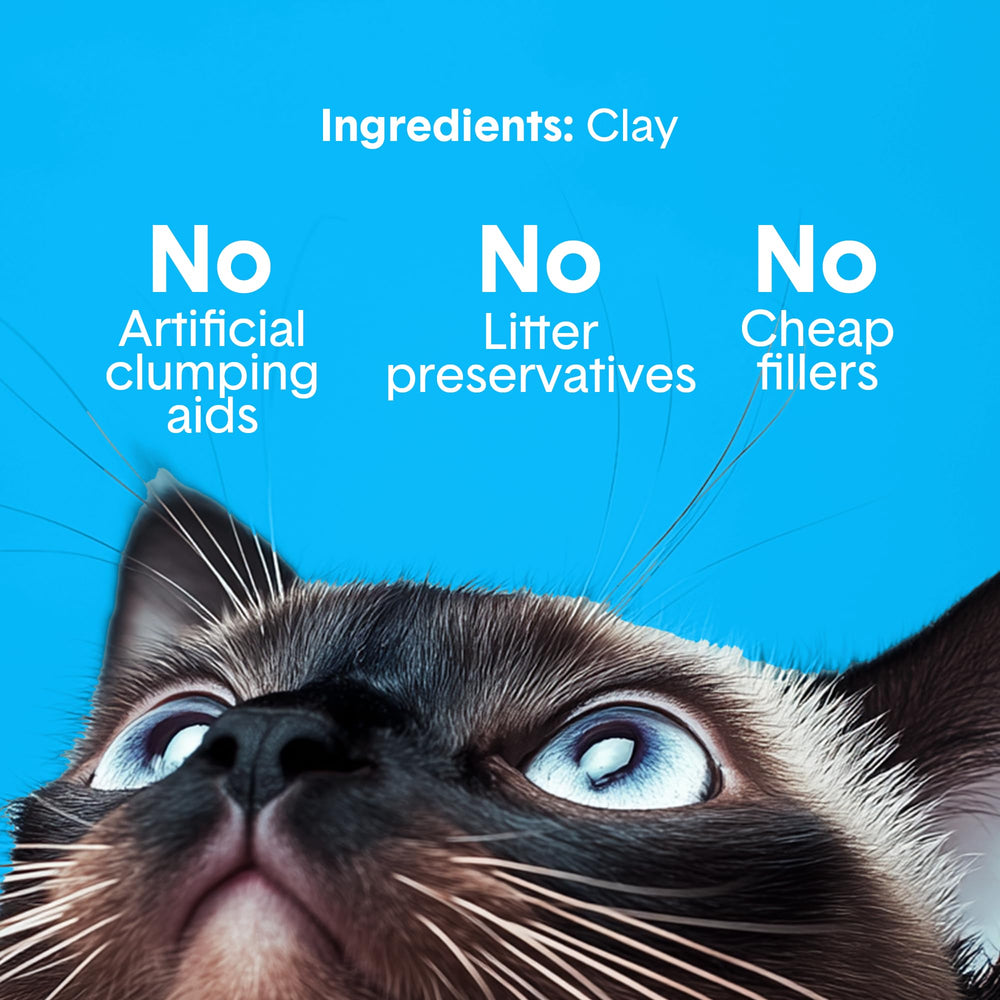 Boxiecat en utilisation dans bac automatique montrant compatibilité pratique