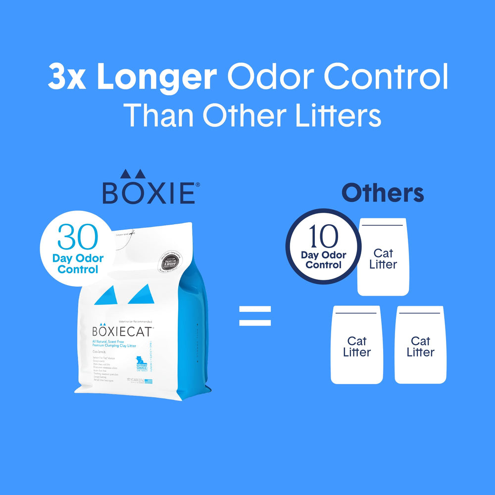 Boxiecat scène de vie salon avec chat montrant environnement propre