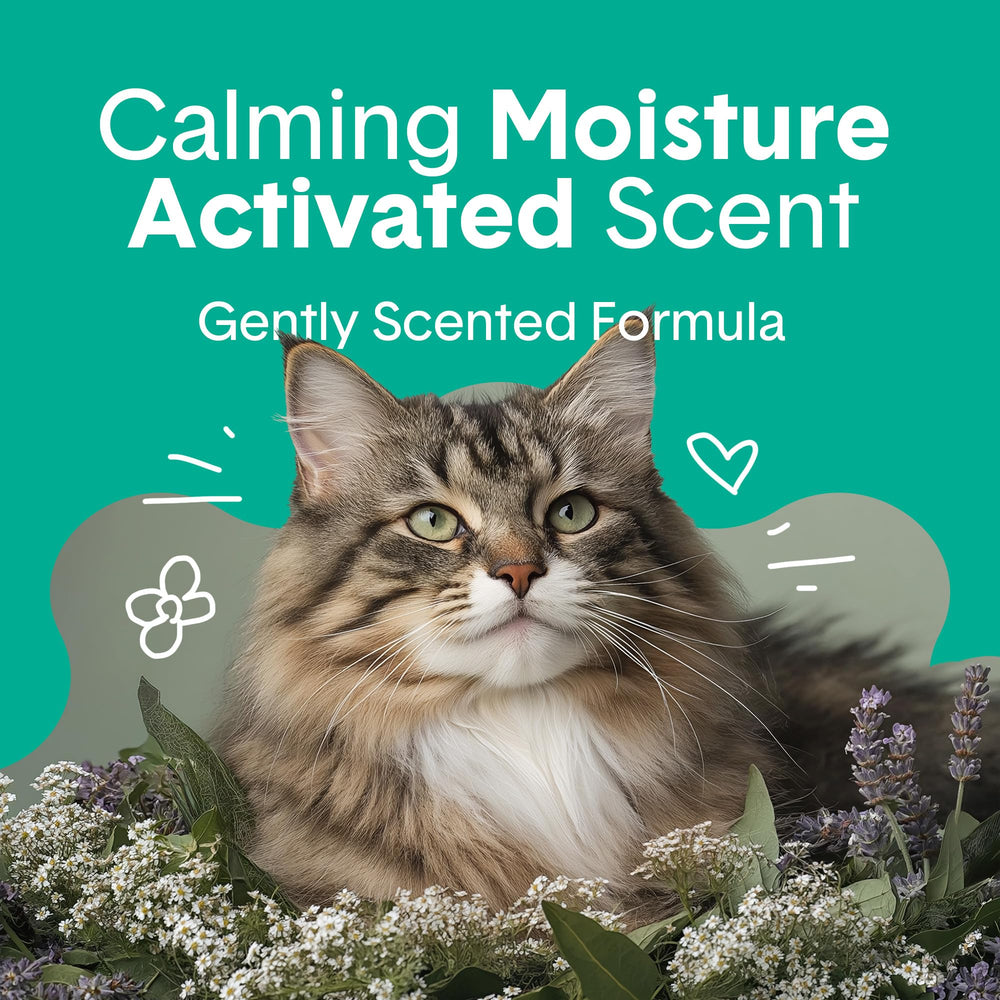Gros plan sur la texture d’argile bentonite Boxiecat pour une bonne agglomération
